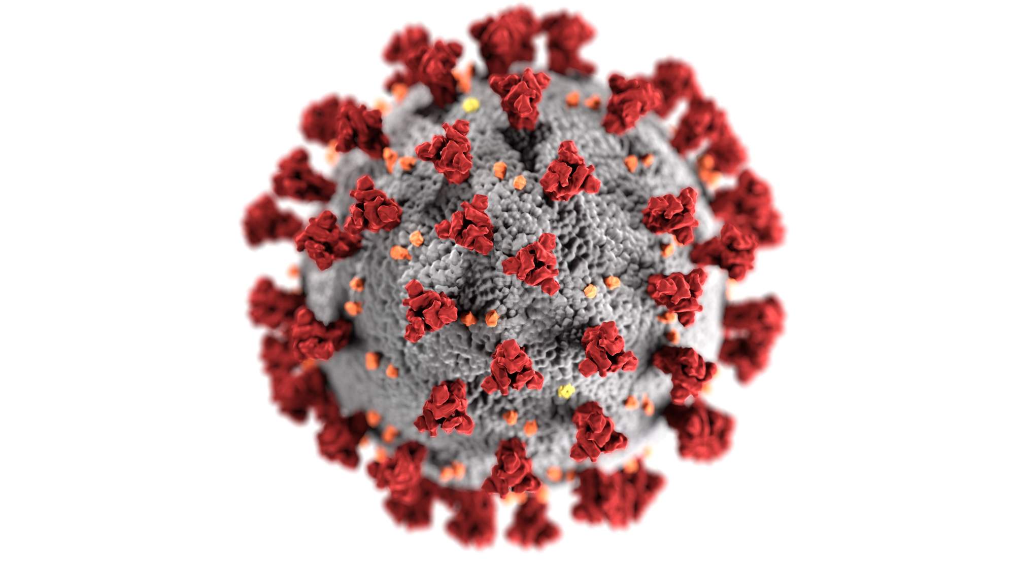 novelcoronavirus optimized